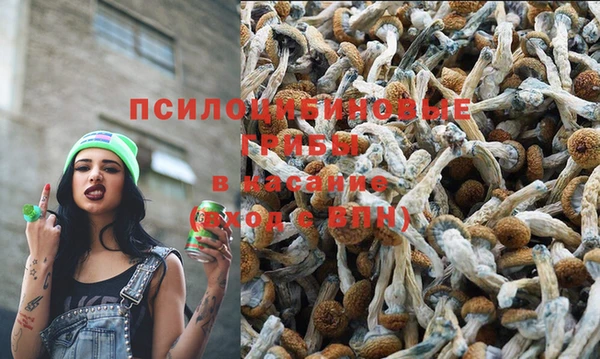 индика Аркадак