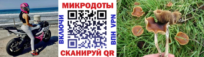 купить наркоту  Валдай  Галлюциногенные грибы Cubensis 